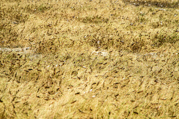 East Sumba, East Nusa Tenggara , Indonesia – 05 . 07. 2022 – The migratory locusts attack and...