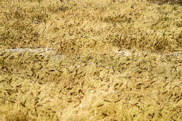 East Sumba, East Nusa Tenggara , Indonesia – 05 . 07. 2022 – The migratory locusts attack and destroy grass as well as other plants they encounter in Sumba
