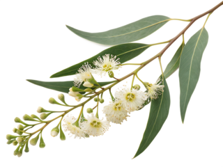 eucalyptus branch with flowers isolated on white background,  PNG.
