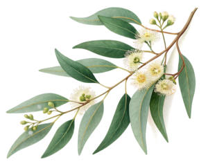 eucalyptus branch with flowers isolated on white background,  PNG.