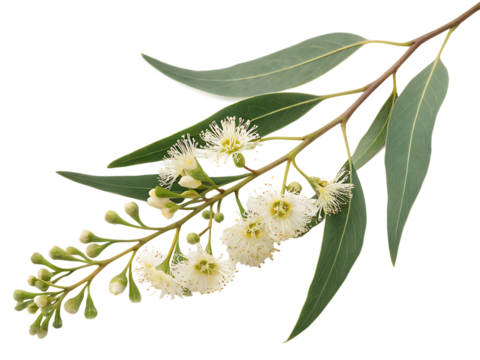 eucalyptus branch with flowers isolated on white background,  PNG.
