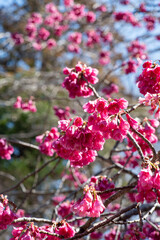 鎌倉2503　杉本寺24　桜
