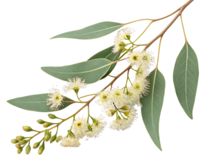 eucalyptus branch with flowers isolated on white background,  PNG.