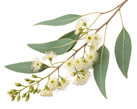 eucalyptus branch with flowers isolated on white background,  PNG.