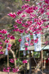 鎌倉2503　杉本寺6　桜