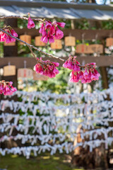 鎌倉2503　杉本寺4　桜
