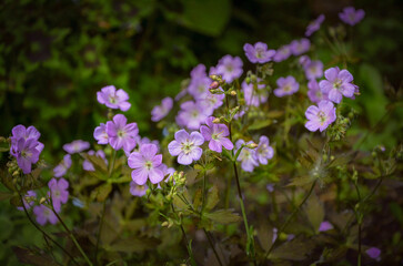 Lilac geranium illuminated by the sun, blooming in the garden.