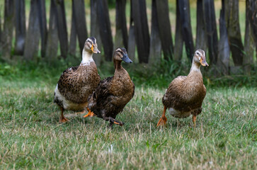 Trois canards
