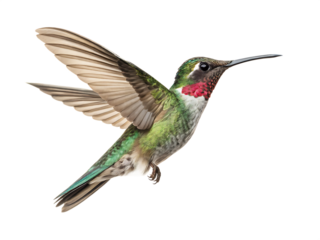 flaying hummingbird bird white background, PNG.