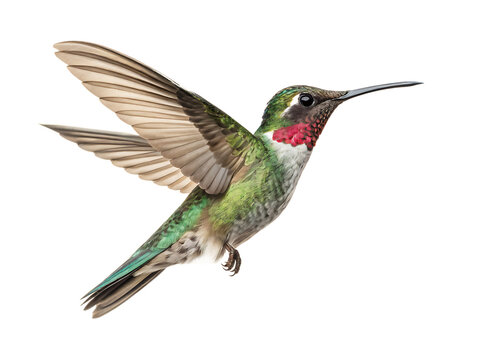 flaying hummingbird bird white background, PNG.