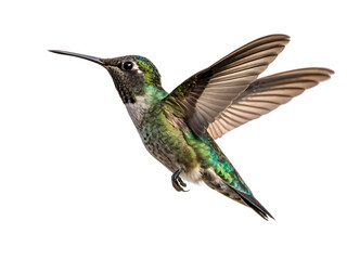 Fototapeta premium flaying hummingbird bird white background, PNG.