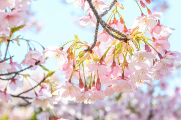 早咲きのピンク色の河津桜が満開　神戸市灘区で撮影