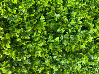 Obraz premium Green leaves grass background, texture, wall. Close up, top view