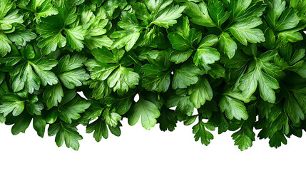 Fototapeta premium A high-resolution close-up of fresh green parsley leaves, randomly scattered on a white surface. 