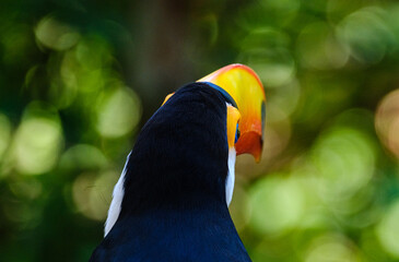 TUCANO