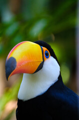 Naklejka premium TUCANO