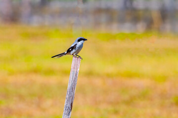 Loggerhead shrike perched on post