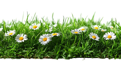 A vibrant, lush strip of green grass with tiny white and yellow daisy flowers growing naturally. 