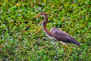 Wading juvenile tri-colored heron