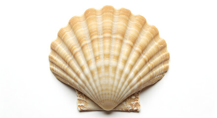 Obraz premium Seashell on White Background Isolated Close-Up