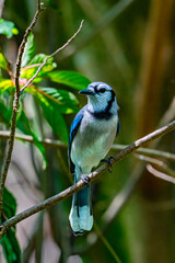 Blue jay on branch