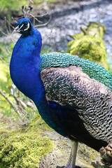 Fototapeta premium peacock in the garden