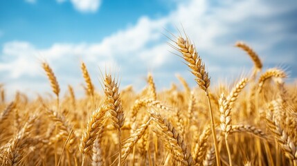 Fototapeta premium Golden Wheat Field Under a Summer Sky: A Harvest of Abundance, Ripe Grains Swaying Gently in the Breeze, Nature's Bounty Abundant.