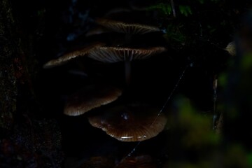 Mystical Mushrooms in Dark Forest