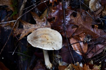 Wild Mushroom Growing Among Fallen Leaves