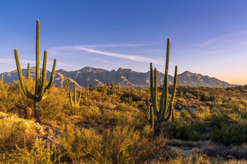 Saguaro cactus in Honey Bee state park with Catalina mountains in Tucson Arizona