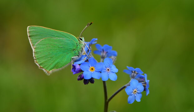 Callophrys paulae 1303