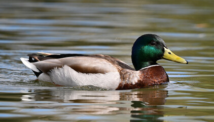 a beautiful mallard on a lake