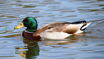 a beautiful mallard on a lake