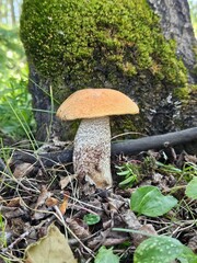 Brown capped mushroom growing in the underbrush next to a tree trunk with green moss growing on it.