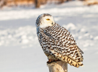 Snowy owl (Bubo scandiacus) perching on a pole on a cold winter morning,    Southern Ontario