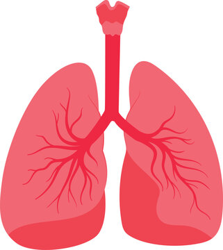  Illustration of the human lungs and respiratory system 

