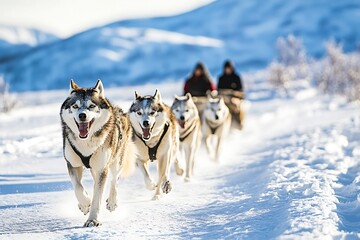 Explore arctic wonders where frozen lands and fjords weave a breathtaking scene of a team of husky dogs energetically pulling a sled through a snowy landscape.

