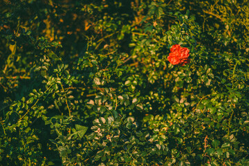 Single inflorescence of bright red roses among dense green leaves in warm golden sunlight. Vivid...