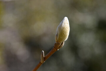 キンジュモクレンの蕾