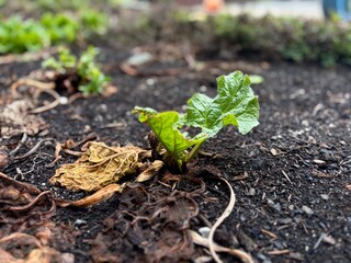 Fresh green lettuce growing in a garden