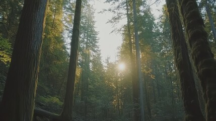 Obraz premium Sunlight streams through a dense old growth forest