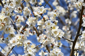 梅の花「白加賀」