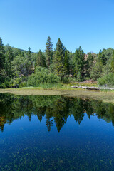 Obraz premium Evergreen Trees Reflected in Calm Lake. Jenks Lake in the San Bernardino National Forest.