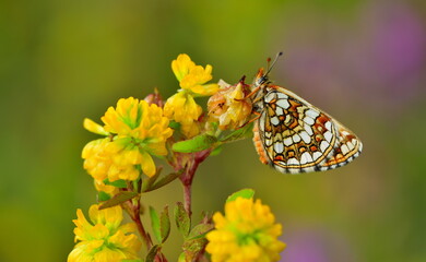 Obraz premium Melitaea aurelia 1307