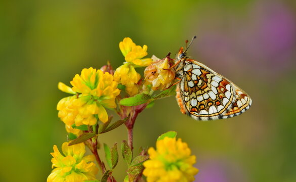 Melitaea aurelia 1307