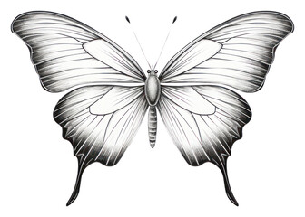 PNG Butterfly butterfly drawing insect.