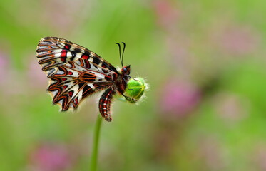 zerynthia polyxena 1308