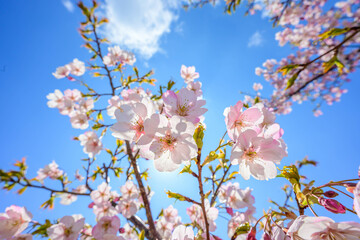 Fototapeta premium 早咲きのピンク色の河津桜が満開 神戸市灘区で撮影