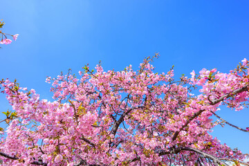 早咲きのピンク色の河津桜が満開　神戸市灘区で撮影