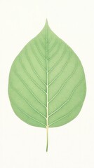 Single green leaf on a soft background, showcasing intricate vein patterns and vibrant color, perfect for nature, eco friendly themes, and organic products